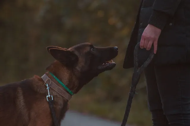 Walking a dog on a leash